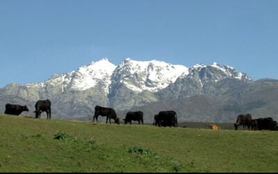 La Vaca en la Sierra de Gredos «El Cuaderno de Silvestre»