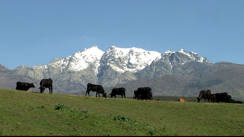 La Vaca en la Sierra de Gredos «El Cuaderno de Silvestre»