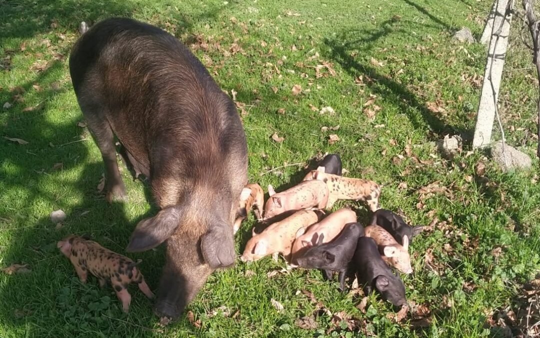 El Cerdo en la Sierra de Gredos «El Cuaderno de Silvestre»