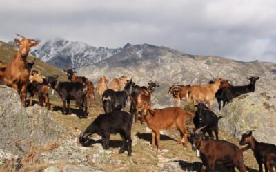 ¿Ganadería Extensiva sin Tierra?