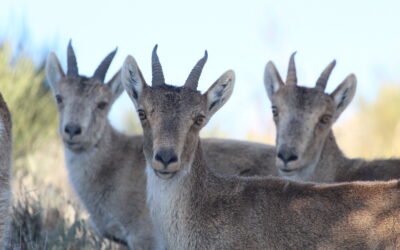 Las Cabras de la Reina Ena