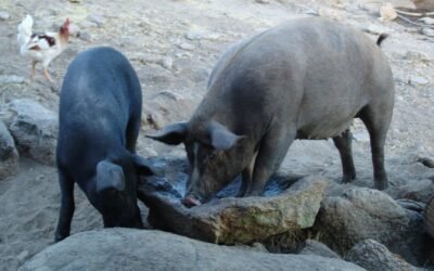 Dos Cerdos por Vecino, «El Cuaderno de Silvestre»