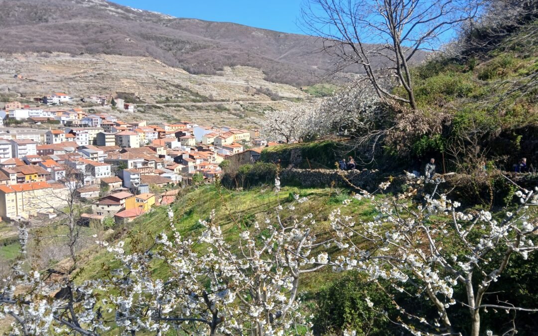 Inauguración de la Fiesta del Cerezo en Flor 2026 en Tornavacas
