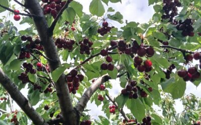 Ambrunés, la joya de la corona de las picotas del Jerte