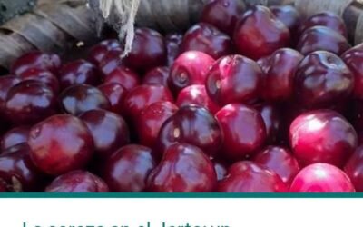 LA CEREZA EN EL JERTE: UN CULTIVO FAMILIAR CON UN GRAN ARRAIGO HISTÓRICO EN LA COMARCA