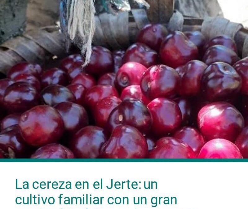 LA CEREZA EN EL JERTE: UN CULTIVO FAMILIAR CON UN GRAN ARRAIGO HISTÓRICO EN LA COMARCA