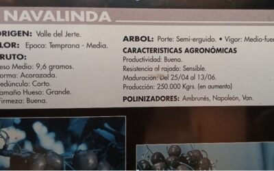 NAVALINDA, VARIEDAD DE CEREZA AUTÓCTONA DEL VALLE DEL JERTE