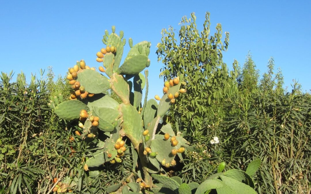 Con sabor a verano. El higo chumbo