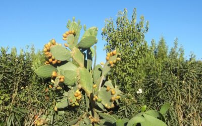 Con sabor a verano. El higo chumbo
